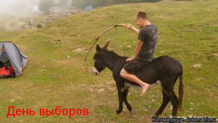 День выборов... Котоматрица: День выборов