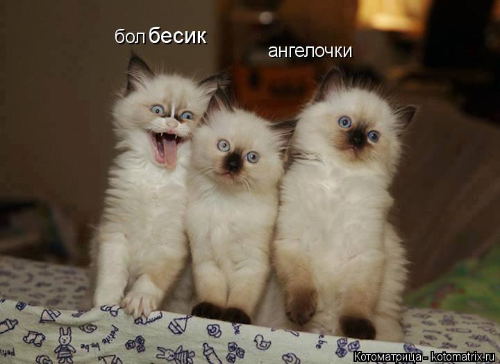 Котоматрица: ангелочки бол бесик