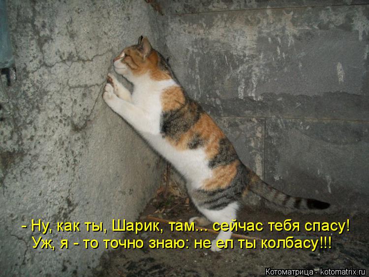 Котоматрица: - Ну, как ты, Шарик, там... сейчас тебя спасу! Уж, я - то точно знаю: не ел ты колбасу!!!