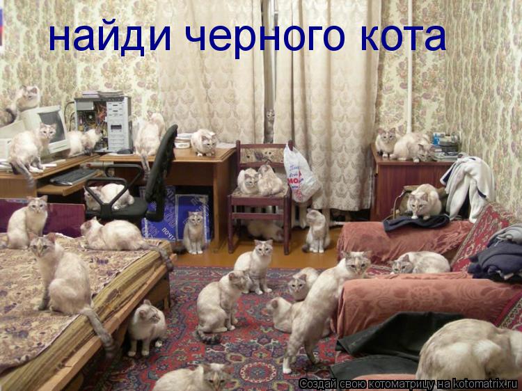 Котоматрица: найди черного кота