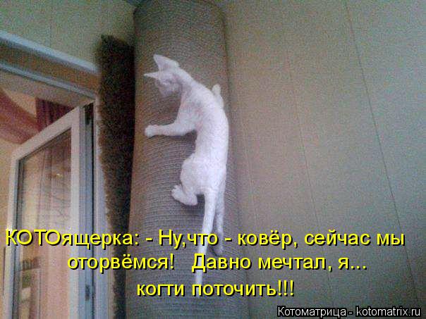 Котоматрица: КОТОящерка: - Ну,что - ковёр, сейчас мы оторвёмся!   Давно мечтал, я...  когти поточить!!!