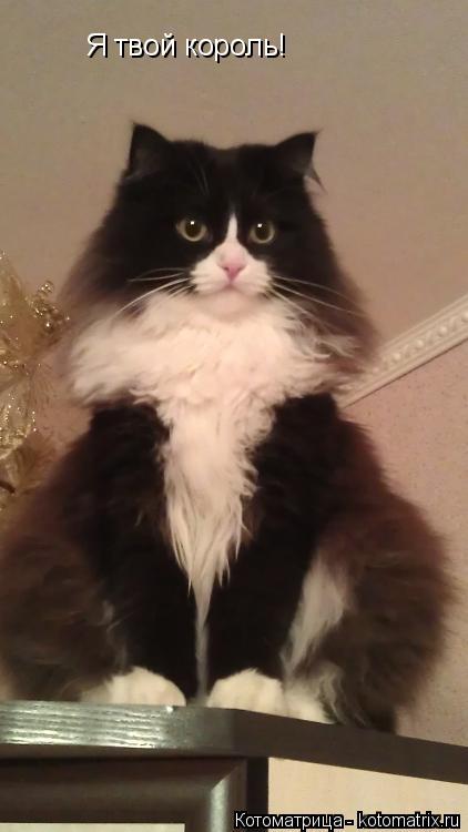 Я твой король!... Котоматрица: Я твой король!