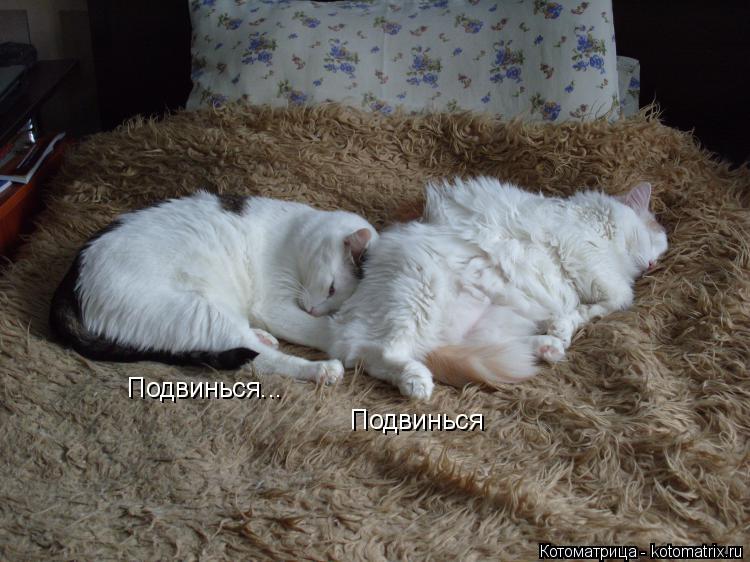 Подвинься Подвинься...... Котоматрица: Подвинься Подвинься...