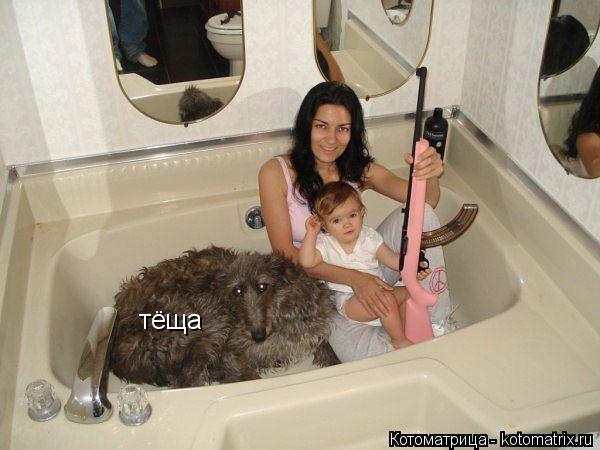 тёща... Котоматрица: тёща