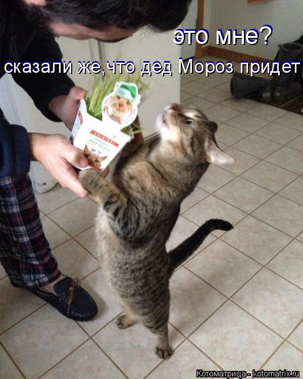 это мне? сказали же,что дед Мороз придет сказали же,что дед Мороз придет это мне?... Котоматрица: это мне? сказали же,что дед Мороз придет сказали же,что дед Мороз придет это мне?