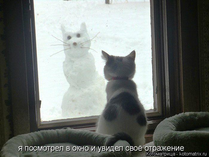 Котоматрица: я посмотрел в окно и увидел своё отражение