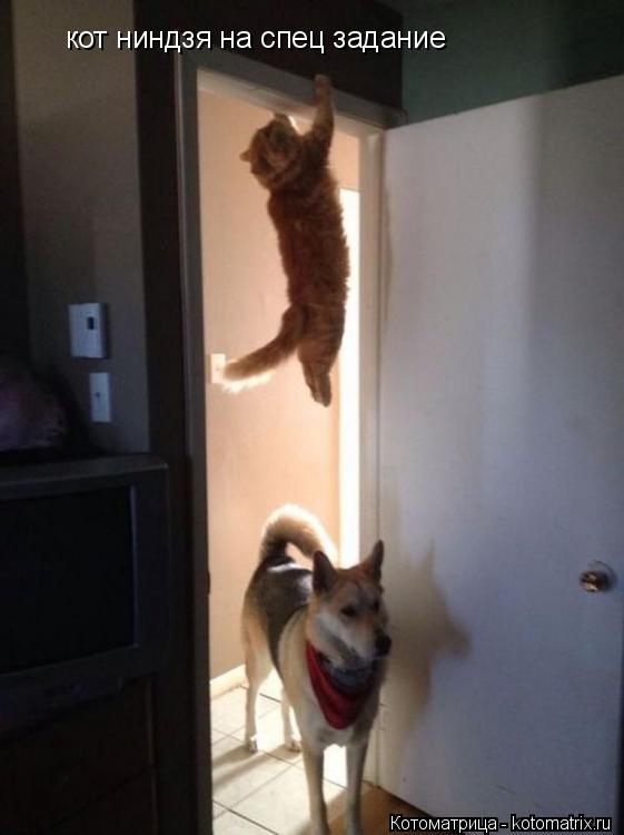 кот ниндзя на спец задание... Котоматрица: кот ниндзя на спец задание