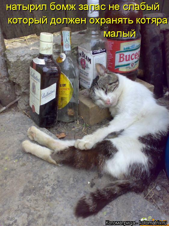 натырил бомж запас не слабый который должен охранять котяра малый... Котоматрица: натырил бомж запас не слабый который должен охранять котяра малый