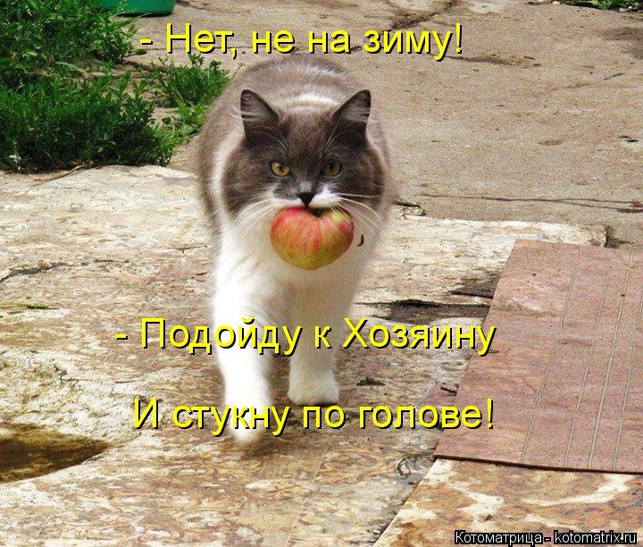 - Нет, не на зиму! - Подойду к Хозяину И стукну по голове!... Котоматрица: - Нет, не на зиму! - Подойду к Хозяину И стукну по голове!