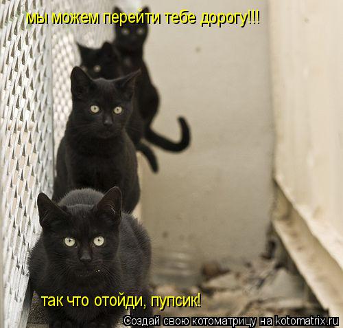 мы можем перейти тебе дорогу!!! так что отойди, пупсик!... Котоматрица: мы можем перейти тебе дорогу!!! так что отойди, пупсик!