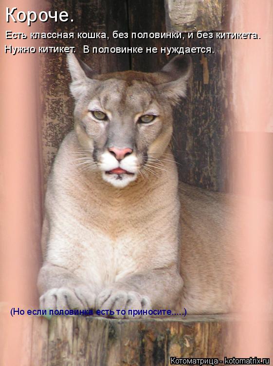 Короче. Есть классная кошка, без половинки, и без китикета. Нужно китикет. В половинке не нуждается. ... Котоматрица: Короче. Есть классная кошка, без половинки, и без китикета. Нужно китикет. В половинке не нуждается. (Но если половинка есть то приносите.....)