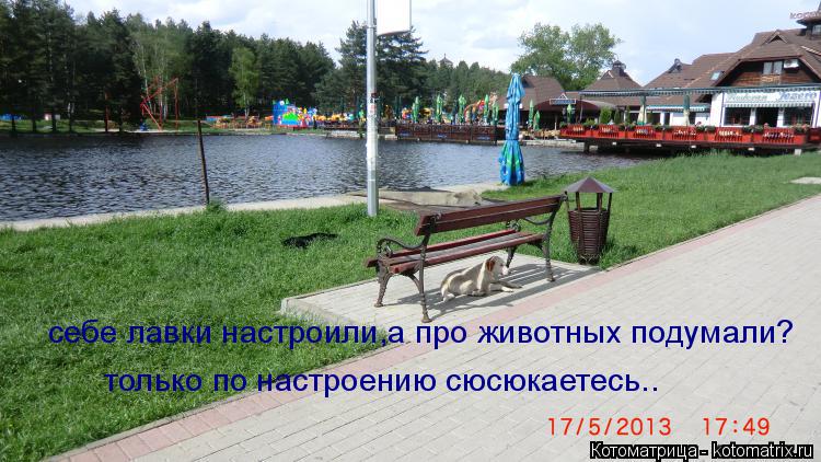 себе лавки настроили,а про животных подумали? только по настроению сюсюкаетесь..... Котоматрица: себе лавки настроили,а про животных подумали? только по настроению сюсюкаетесь..