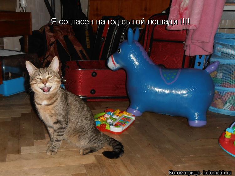 Я согласен на год сытой лошади !!!!... Котоматрица: Я согласен на год сытой лошади !!!!