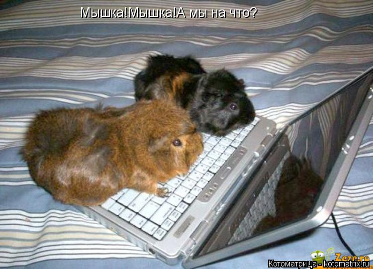 Мышка!Мышка!А мы на что?... Котоматрица: Мышка!Мышка!А мы на что?