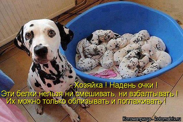 - Хозяйка ! Надень очки ! Эти белки нельзя ни смешивать, ни взбалтывать ! Их можно только облизывать ... Котоматрица: - Хозяйка ! Надень очки ! Эти белки нельзя ни смешивать, ни взбалтывать ! Их можно только облизывать и поглаживать !