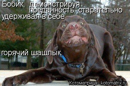 преданность, старательно Бобик, демонстрируя удерживал в себе горячий шашлык.... Котоматрица: преданность, старательно Бобик, демонстрируя удерживал в себе горячий шашлык.