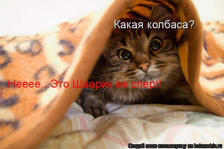 Какая колбаса? Нееее...Это Шаарик ее спер!!... Котоматрица: Какая колбаса? Нееее...Это Шаарик ее спер!!