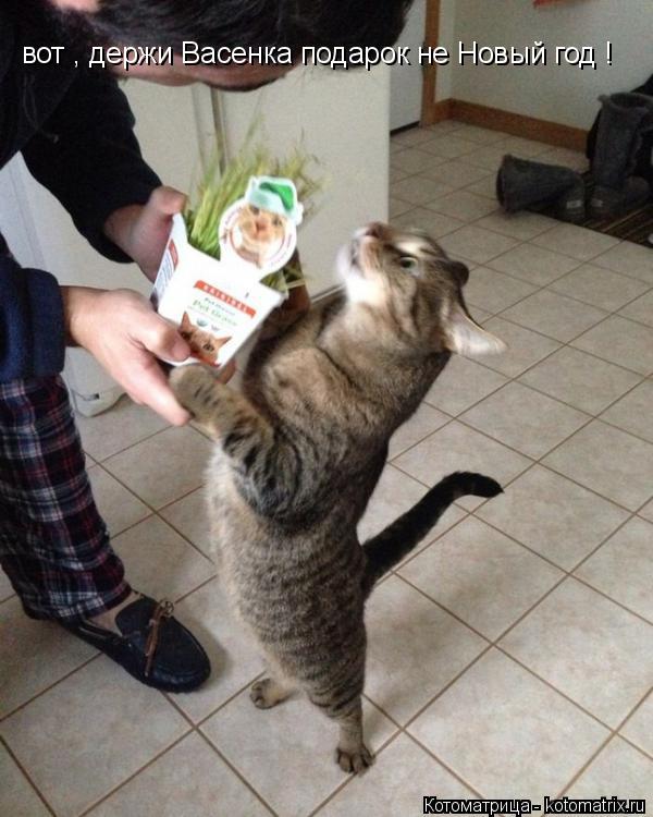 вот , держи Васенка подарок не Новый год !... Котоматрица: вот , держи Васенка подарок не Новый год !