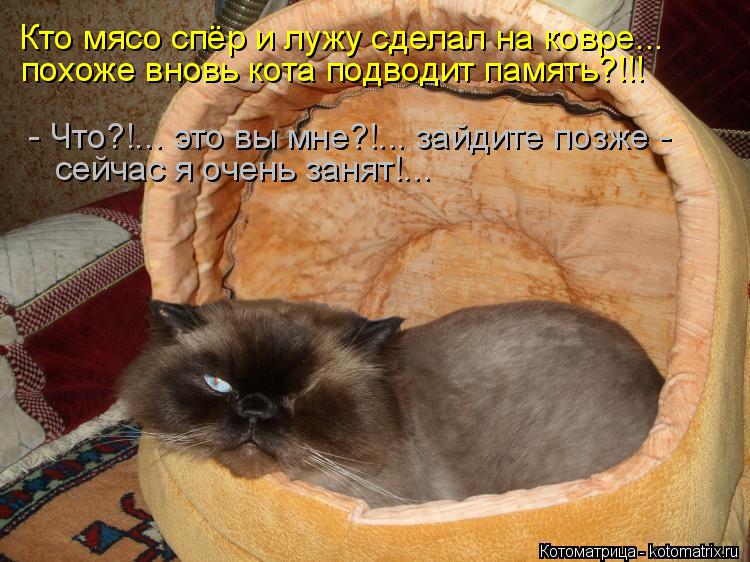 Котоматрица: Кто мясо спёр и лужу сделал на ковре... похоже вновь кота подводит память?!!! - Что?!... это вы мне?!... зайдите позже - сейчас я очень занят!...