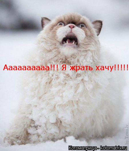 Аааааааааа!!! Я жрать хачу!!!!!!... Котоматрица: Аааааааааа!!! Я жрать хачу!!!!!!