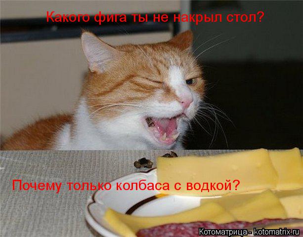 Какого фига ты не накрыл стол? Почему только колбаса с водкой?... Котоматрица: Какого фига ты не накрыл стол? Почему только колбаса с водкой?