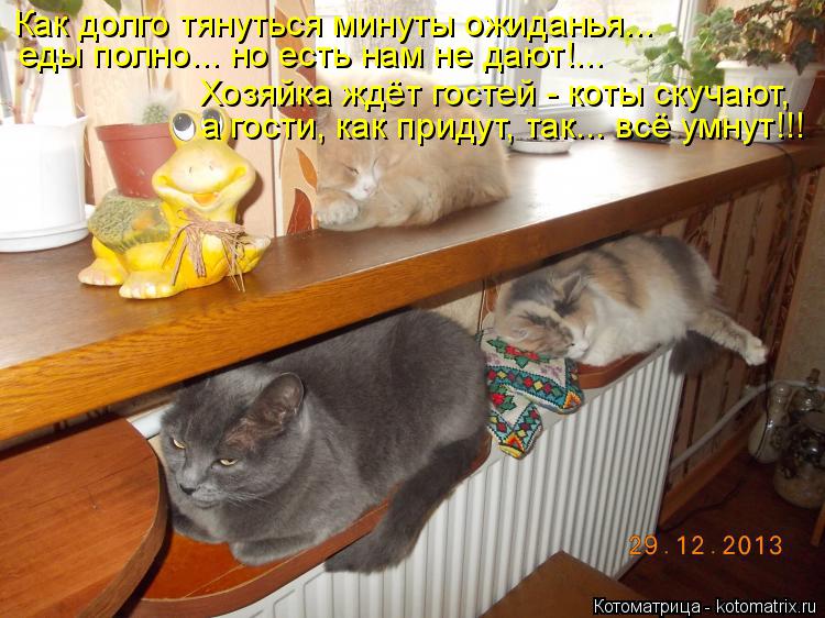 Как долго тянуться минуты ожиданья... еды полно... но есть нам не дают!... Хозяйка ждёт гостей - коты... Котоматрица: Как долго тянуться минуты ожиданья... еды полно... но есть нам не дают!... Хозяйка ждёт гостей - коты скучают, а гости, как придут, так... всё умнут