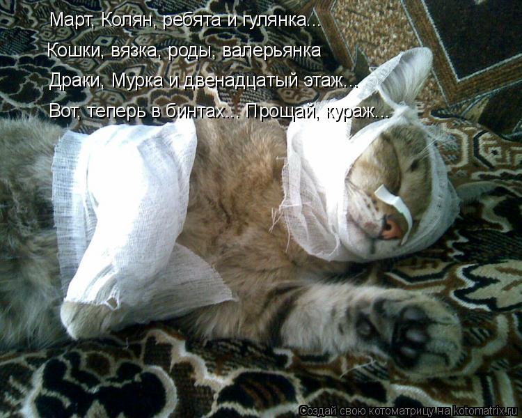 Март, Колян, ребята и гулянка... Кошки, вязка, роды, валерьянка Драки, Мурка и двенадцатый этаж... Во... Котоматрица: Март, Колян, ребята и гулянка... Кошки, вязка, роды, валерьянка Драки, Мурка и двенадцатый этаж... Вот, теперь в бинтах... Прощай, кураж...