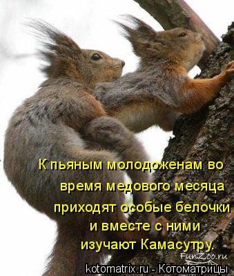 К пьяным молодоженам во время медового месяца приходят особые белочки и вместе с ними изучают Камасу... Котоматрица: К пьяным молодоженам во время медового месяца приходят особые белочки и вместе с ними изучают Камасутру.