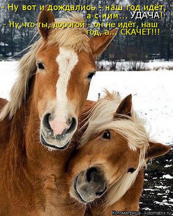 Котоматрица: - Ну вот и дождались - наш год идёт,  а с ним... УДАЧА! - Ну,что ты, дорогой - он не идёт, наш год, а... СКАЧЕТ!!! УДАЧА