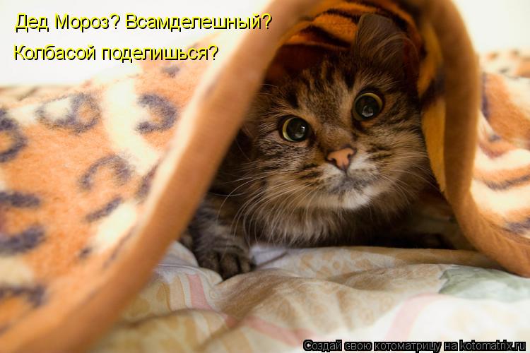 Дед Мороз? Всамделешный? Колбасой поделишься?... Котоматрица: Дед Мороз? Всамделешный? Колбасой поделишься?