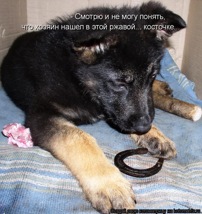 - Смотрю и не могу понять, что хозяин нашел в этой ржавой... косточке....... Котоматрица: - Смотрю и не могу понять, что хозяин нашел в этой ржавой... косточке....