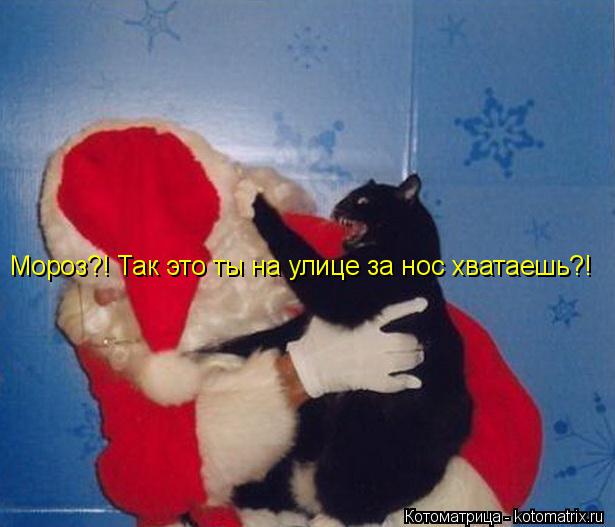 Мороз?! Так это ты на улице за нос хватаешь?!... Котоматрица: Мороз?! Так это ты на улице за нос хватаешь?!