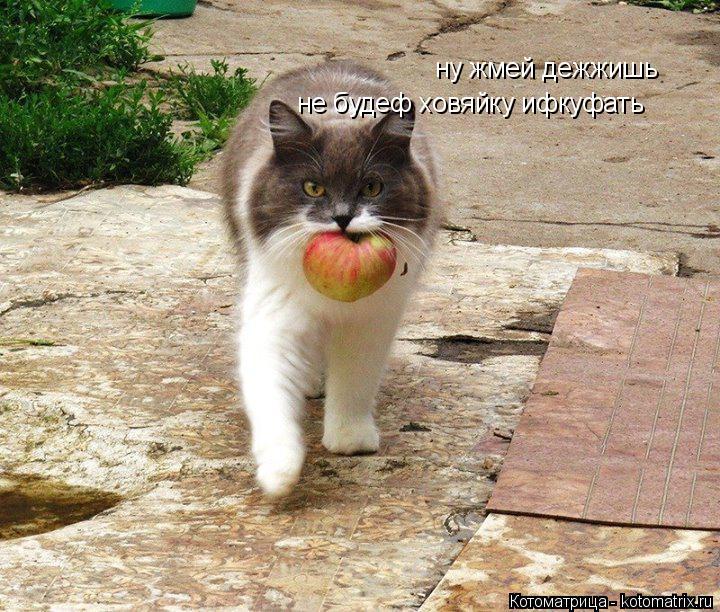 ну жмей дежжишь не будеф ховяйку ифкуфать... Котоматрица: ну жмей дежжишь не будеф ховяйку ифкуфать