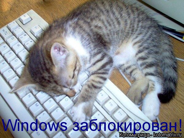 Котоматрица: Windows заблокирован!