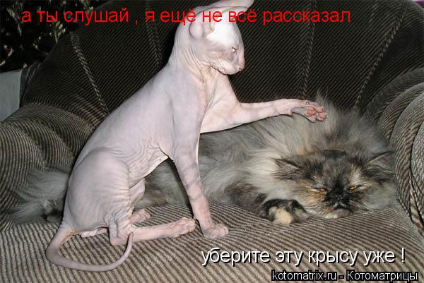 уберите эту крысу уже ! а ты слушай , я ещё не всё рассказал... Котоматрица: уберите эту крысу уже ! а ты слушай , я ещё не всё рассказал