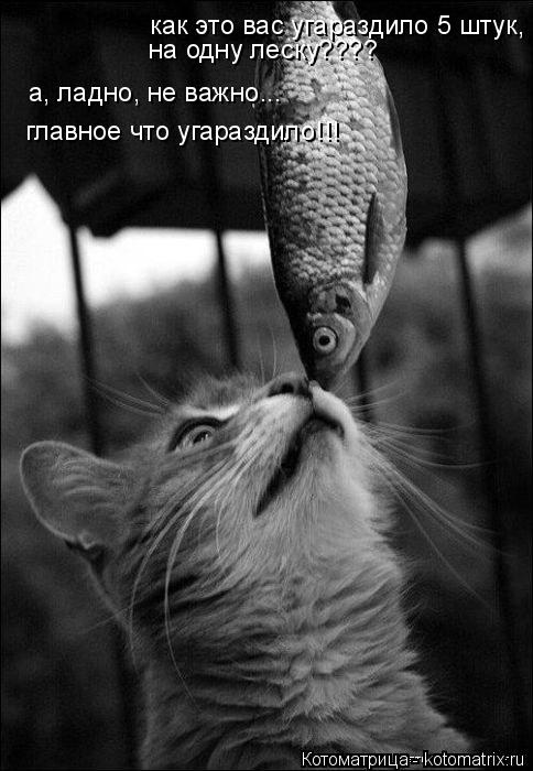 как это вас угараздило 5 штук, на одну леску???? на одну леску???? а, ладно, не важно... главное чт... Котоматрица: как это вас угараздило 5 штук, на одну леску???? на одну леску???? а, ладно, не важно... главное что угараздило!!!