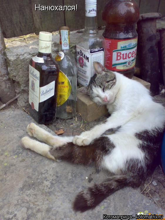 Нанюхался!... Котоматрица: Нанюхался!