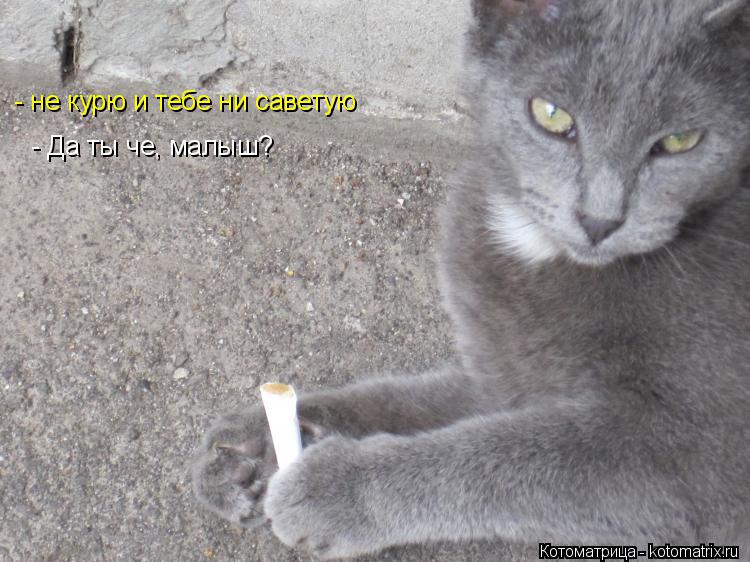 - не курю и тебе ни саветую - Да ты че, малыш?... Котоматрица: - не курю и тебе ни саветую - Да ты че, малыш?