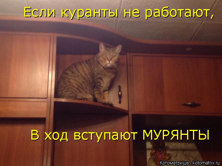 Если куранты не работают, В ход вступают МУРЯНТЫ... Котоматрица: Если куранты не работают, В ход вступают МУРЯНТЫ
