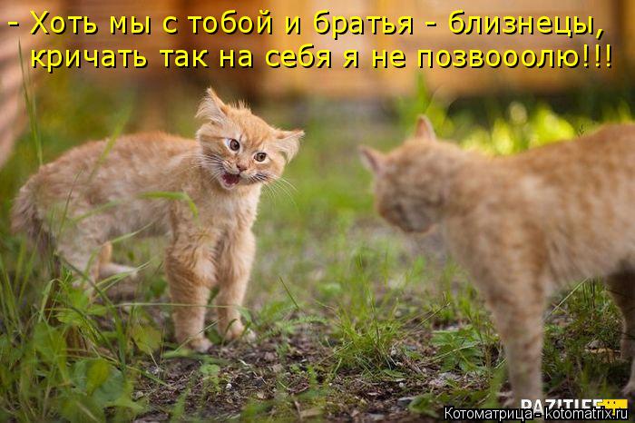 Котоматрица: - Хоть мы с тобой и братья - близнецы, кричать так на себя я не позвооолю!!!
