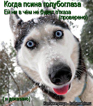 Когда псина голубоглаза Ей ни в чём не будет отказа (проверено) ( и доказано)... Котоматрица: Когда псина голубоглаза Ей ни в чём не будет отказа (проверено) ( и доказано)