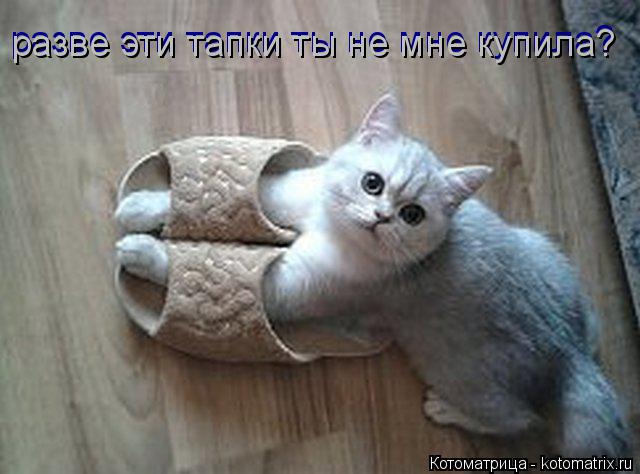 разве эти тапки ты не мне купила? разве эти тапки ты не мне купила?... Котоматрица: разве эти тапки ты не мне купила? разве эти тапки ты не мне купила?