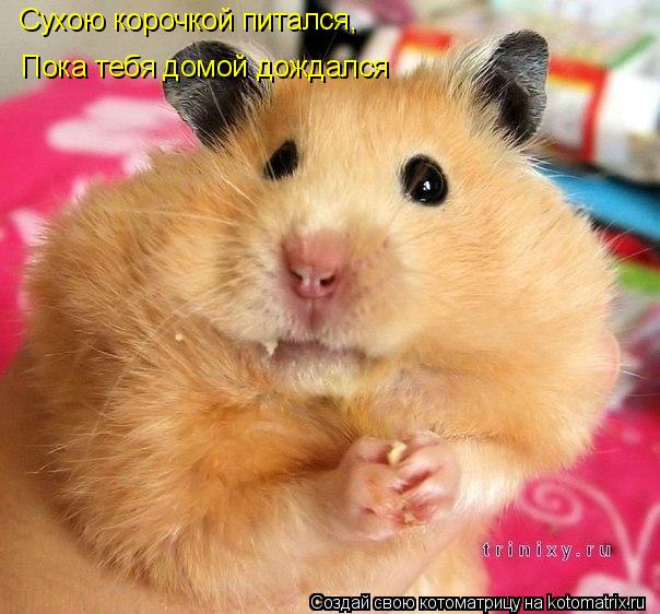 Сухою корочкой питался, Пока тебя домой дождался... Котоматрица: Сухою корочкой питался, Пока тебя домой дождался