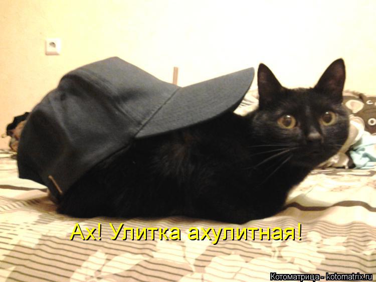 Ах! Улитка ахулитная!... Котоматрица: Ах! Улитка ахулитная!
