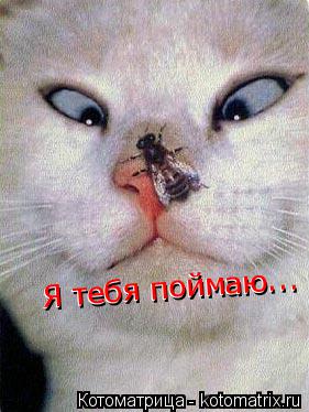 Я тебя поймаю... Я тебя поймаю...... Котоматрица: Я тебя поймаю... Я тебя поймаю...