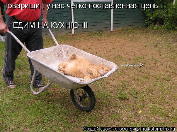 товарищи , у нас чётко поставленная цель ... ЕДИМ НА КУХНЮ !!! ------->... Котоматрица: товарищи , у нас чётко поставленная цель ... ЕДИМ НА КУХНЮ !!! ------->