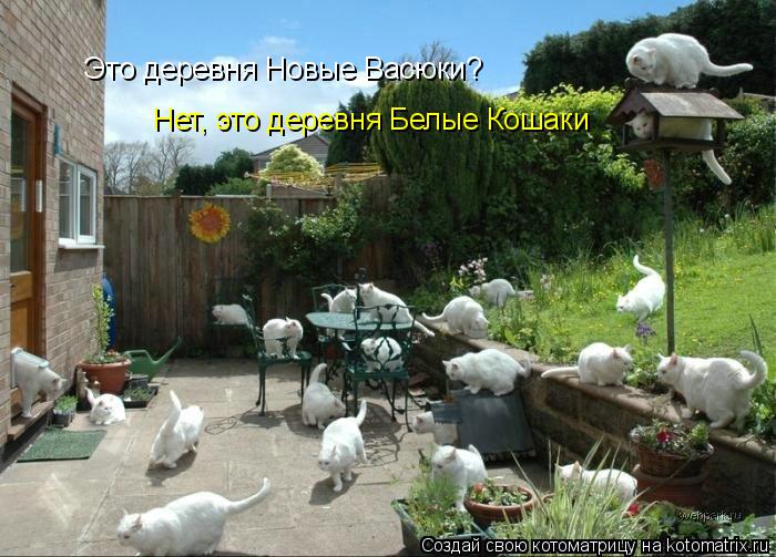 Это деревня Новые Васюки? Нет, это деревня Белые Кошаки... Котоматрица: Это деревня Новые Васюки? Нет, это деревня Белые Кошаки