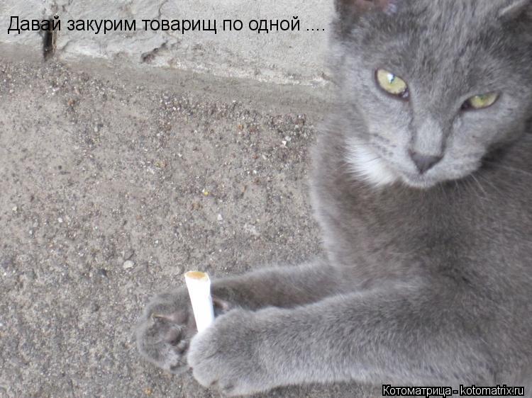 Давай закурим товарищ по одной ....... Котоматрица: Давай закурим товарищ по одной ....