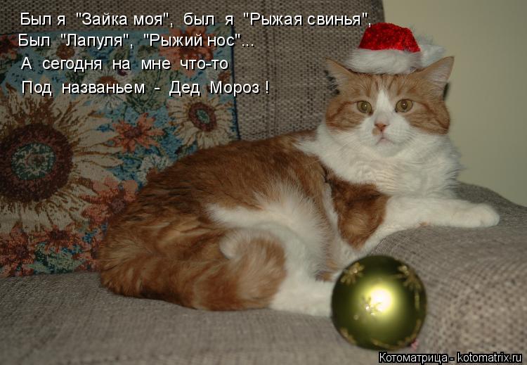 Был я "Зайка моя", был я "Рыжая свинья", Был "Лапуля", "Рыжий нос"... А сегодня на мне ... Котоматрица: Был я "Зайка моя", был я "Рыжая свинья", Был "Лапуля", "Рыжий нос"... А сегодня на мне что-то Под названьем - Дед Мороз !