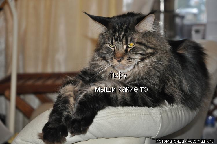 тьфу мыши какие то... Котоматрица: тьфу мыши какие то